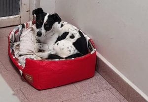 Cachorro vítima de maus-tratos receberá indenização; entenda a decisão da Justiça do Paraná
