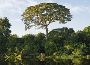 Consciência global