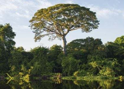 Consciência global