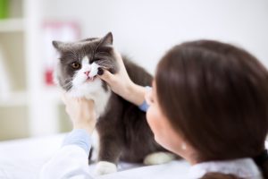 Nova geração de veterinários autônomos transforma o mercado pet com especialização e atendimento personalizado