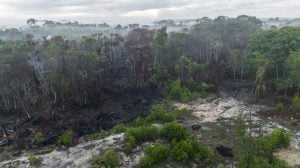 Destruição de florestas tropicais bate recorde em 2024 com grave deterioração no Brasil