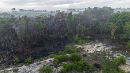 Destruição de florestas tropicais bate recorde em 2024 com grave deterioração no Brasil