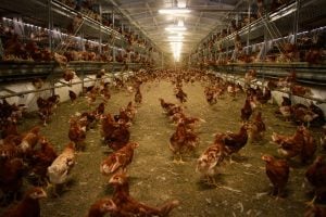 Veja a lista de países que suspenderam a compra de frangos brasileiros após caso de gripe aviária