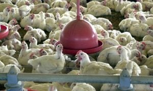 Ministério da Agricultura investiga dois casos de gripe aviária em granjas de Tocantins e Santa Catarina
