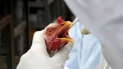 FAO: caso de gripe aviária no Brasil marca nova etapa do vírus