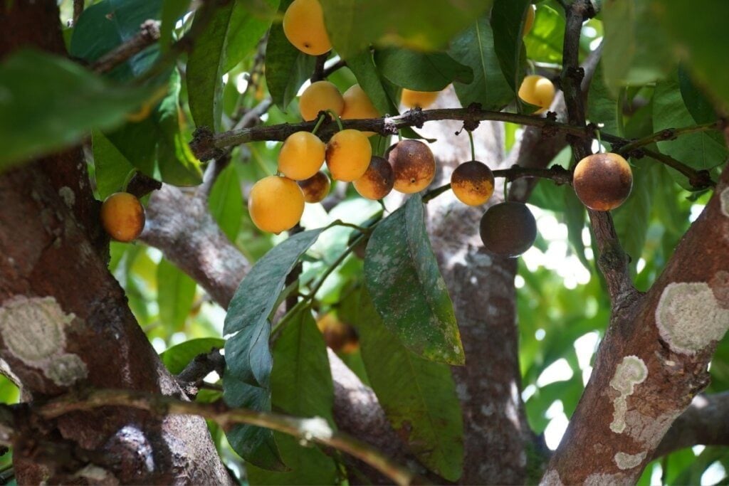 7 ingredientes amazônicos para usar em sorvetes