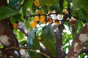 7 ingredientes amazônicos para usar em sorvetes