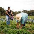 Rodadas de negócios aproximam produtores rurais de compradores internacionais na Expointer