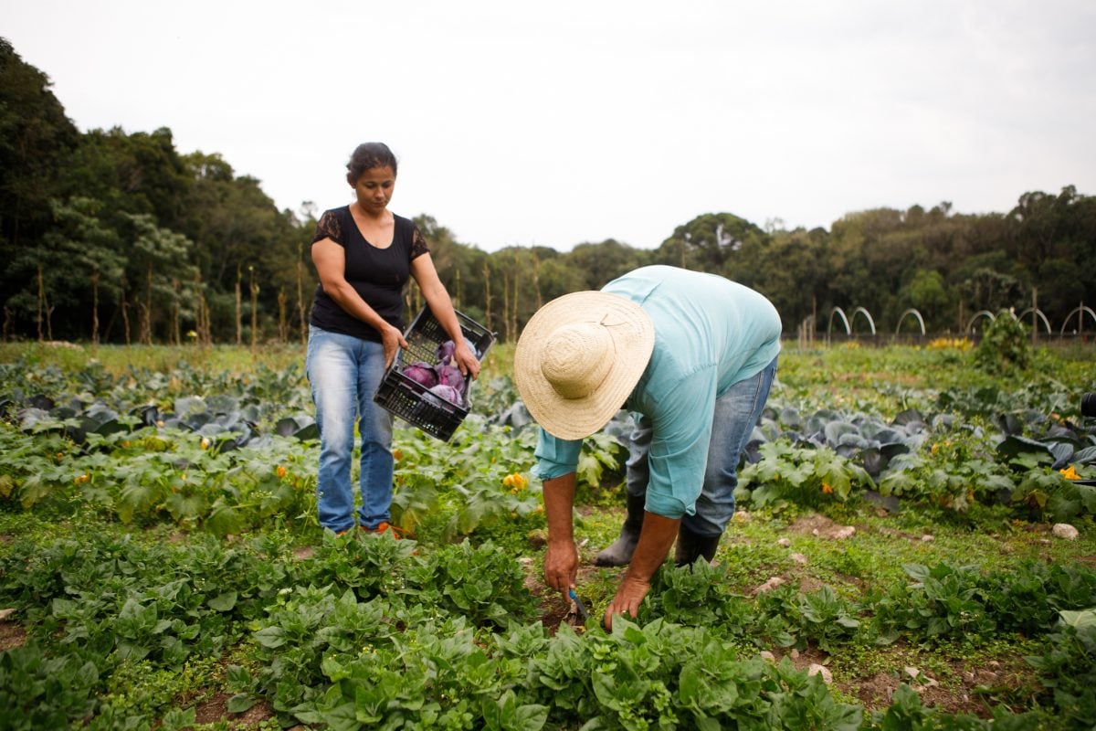 Medida Provisória libera R$ 190 milhões para fortalecer agricultura familiar