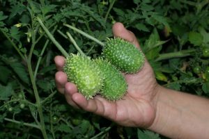 5 benefícios do maxixe para a saúde e como incluí-lo na dieta