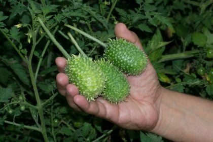 5 benefícios do maxixe para a saúde e como incluí-lo na dieta 