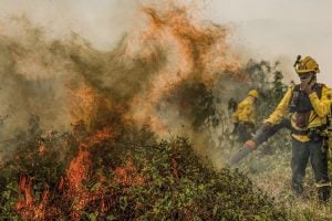 Incêndios florestais/ Brasa atiçada
