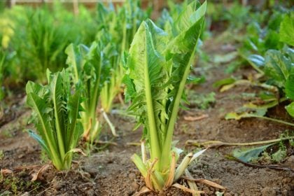 5 benefícios da chicória para a saúde e como inserir a verdura na dieta