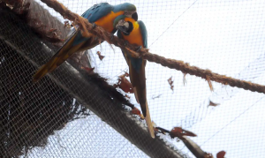 Morte de mais quatro aves fecha ao público zoológico do Rio