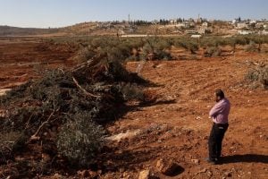 Escavadeiras israelenses arrancam centenas de árvores de palestinos na Cisjordânia