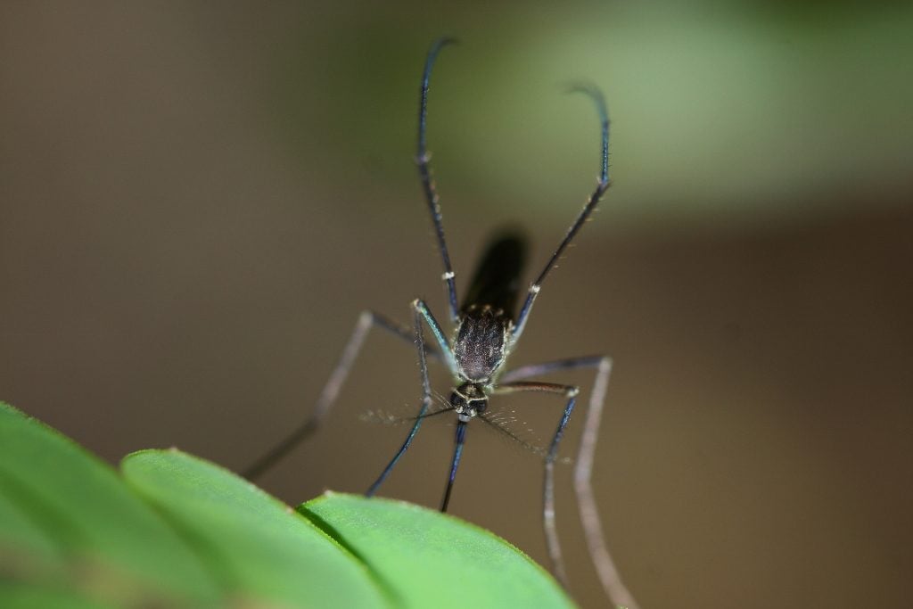 Europa registra recorde de surtos de doenças transmitidas por mosquitos