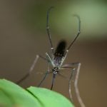 Europa registra recorde de surtos de doenças transmitidas por mosquitos