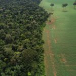 O que está por trás da decisão que libera a soja sobre a Amazônia