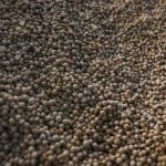 Brasil atinge novo recorde com 350 milhões de toneladas de grãos
