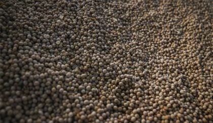 Brasil atinge novo recorde com 350 milhões de toneladas de grãos