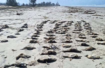 Em 12 dias, 880 pinguins são encontrados mortos no litoral de São Paulo