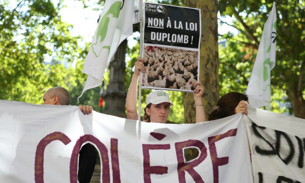 Tribunal superior da França veta reintrodução de pesticida polêmico