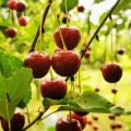 Confira os benefícios da cereja para a saúde