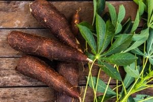 5 benefícios da mandioca para a saúde