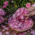 Veja elementos e simpatia para aproveitar as energias da primavera