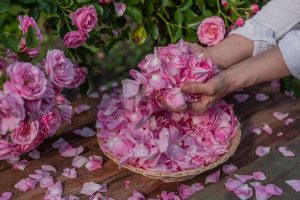 Veja elementos e simpatia para aproveitar as energias da primavera