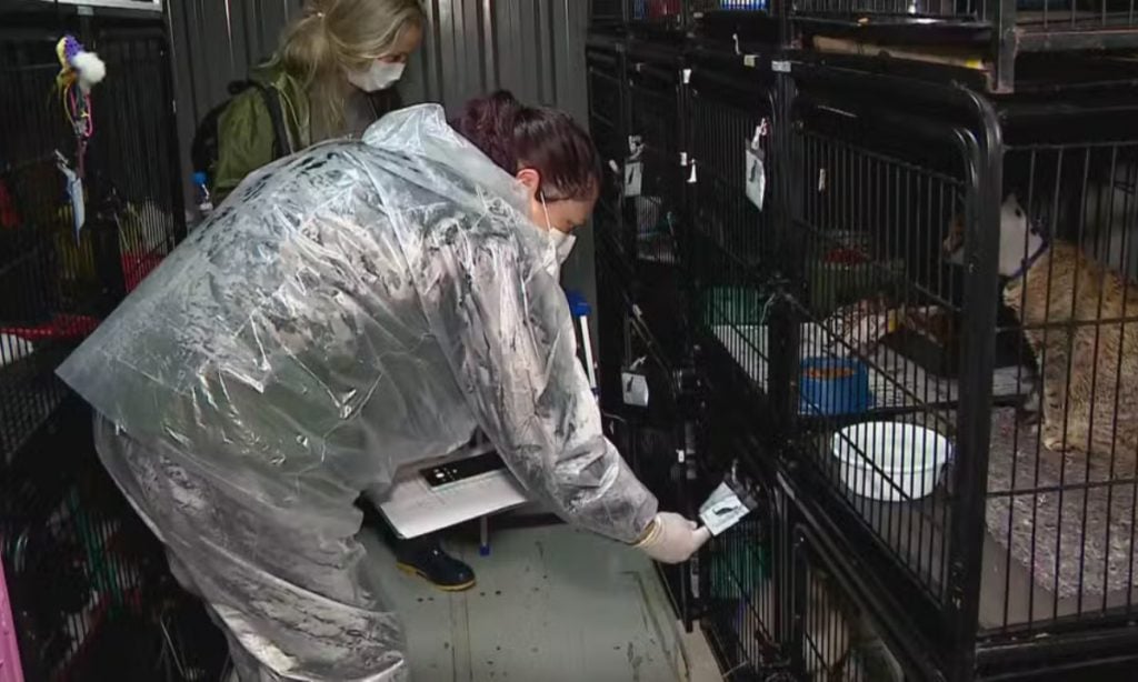 Polícia investiga suposto abate irregular de cães resgatados no Rio Grande do Sul