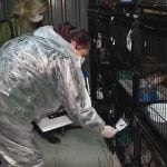 Polícia investiga suposto abate irregular de cães resgatados no Rio Grande do Sul