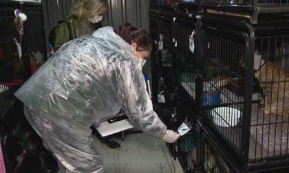 Polícia investiga suposto abate irregular de cães resgatados no Rio Grande do Sul