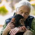 Morre, aos 91 anos, a renomada primatologista Jane Goodall