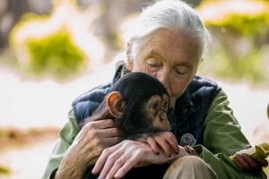 Morre, aos 91 anos, a renomada primatologista Jane Goodall