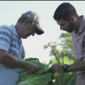 Produtores de Paranaíta transformam agricultura familiar em fonte de renda
