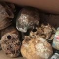 Polícia encontra mais de 12 crânios e ossos humanos em apartamento no Jardim Paulista, em São Paulo