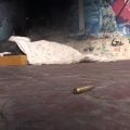 Polícia investiga ataque com tiros de fuzil a pessoas em situação de rua no Rio