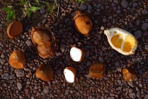 5 benefícios da planta andiroba para a saúde