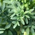 Aprenda simpatias e plantas para proteger o lar de energias negativas