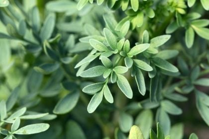 Aprenda simpatias e plantas para proteger o lar de energias negativas