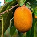 15 frutas e plantas do Norte e Nordeste que fortalecem a saúde