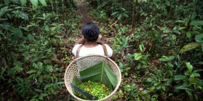 COP30: Brasil apresenta programa para recuperar áreas degradadas pela agropecuária