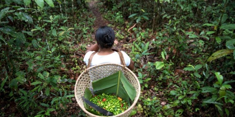 COP30: Brasil apresenta programa para recuperar áreas degradadas pela agropecuária