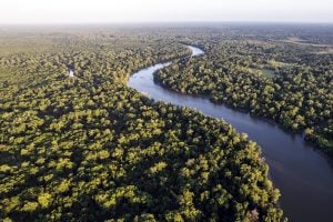 Construção do verde perene