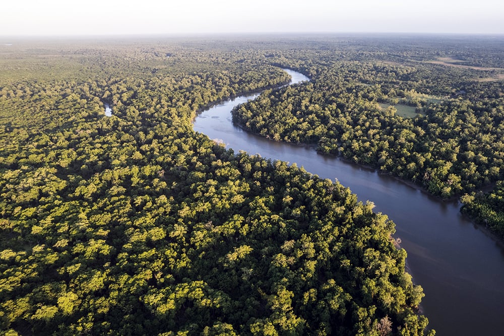 ProFloresta+ vai selecionar projetos de restauração ecológica com espécies nativas – Imagem: Banco de Imagens / Getty Images 