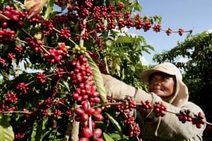 Capacitação leva boas práticas trabalhistas à cafeicultura brasileira