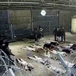 A culpa é da mensageira