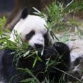 ‘Diplomacia dos pandas’: Japão repatriará ursos da China em meio a tensões entre os dois países
