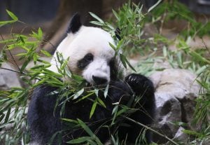 'Diplomacia dos pandas': Japão repatriará ursos da China em meio a tensões entre os dois países